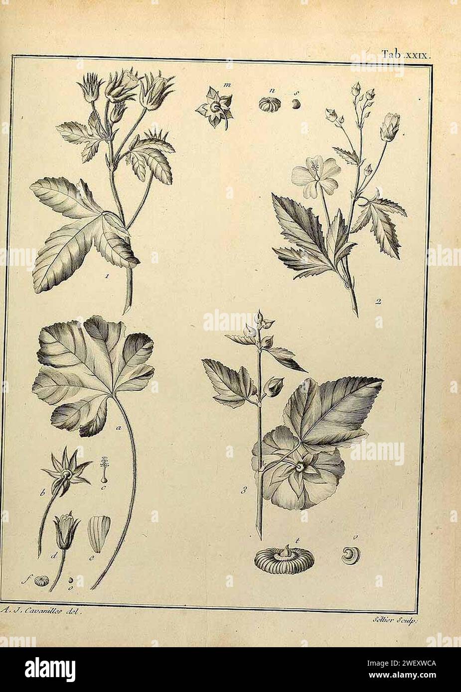 Althaea hirsuta illustration (01). Stock Photo