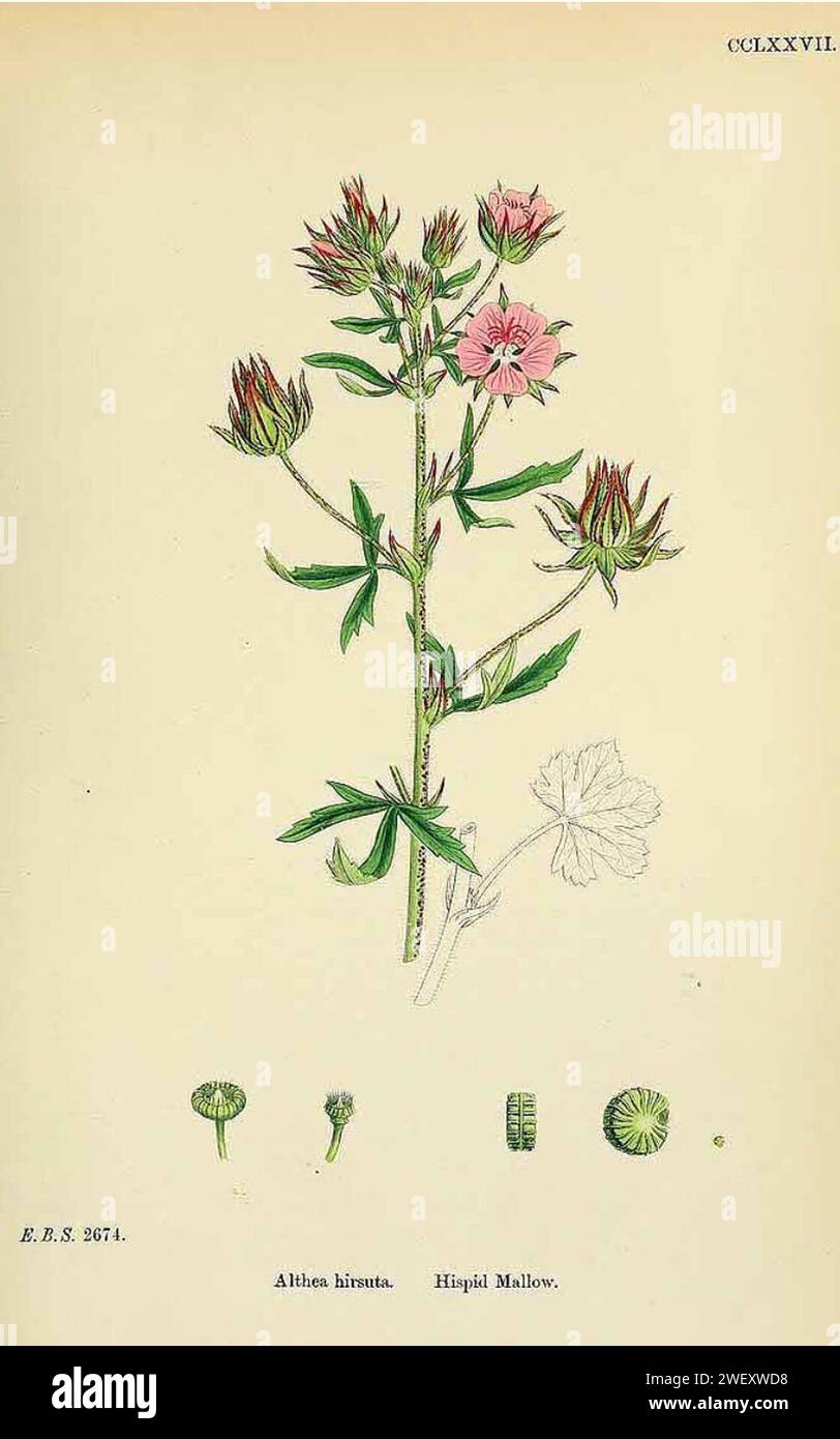 Althaea hirsuta illustration (02). Stock Photo