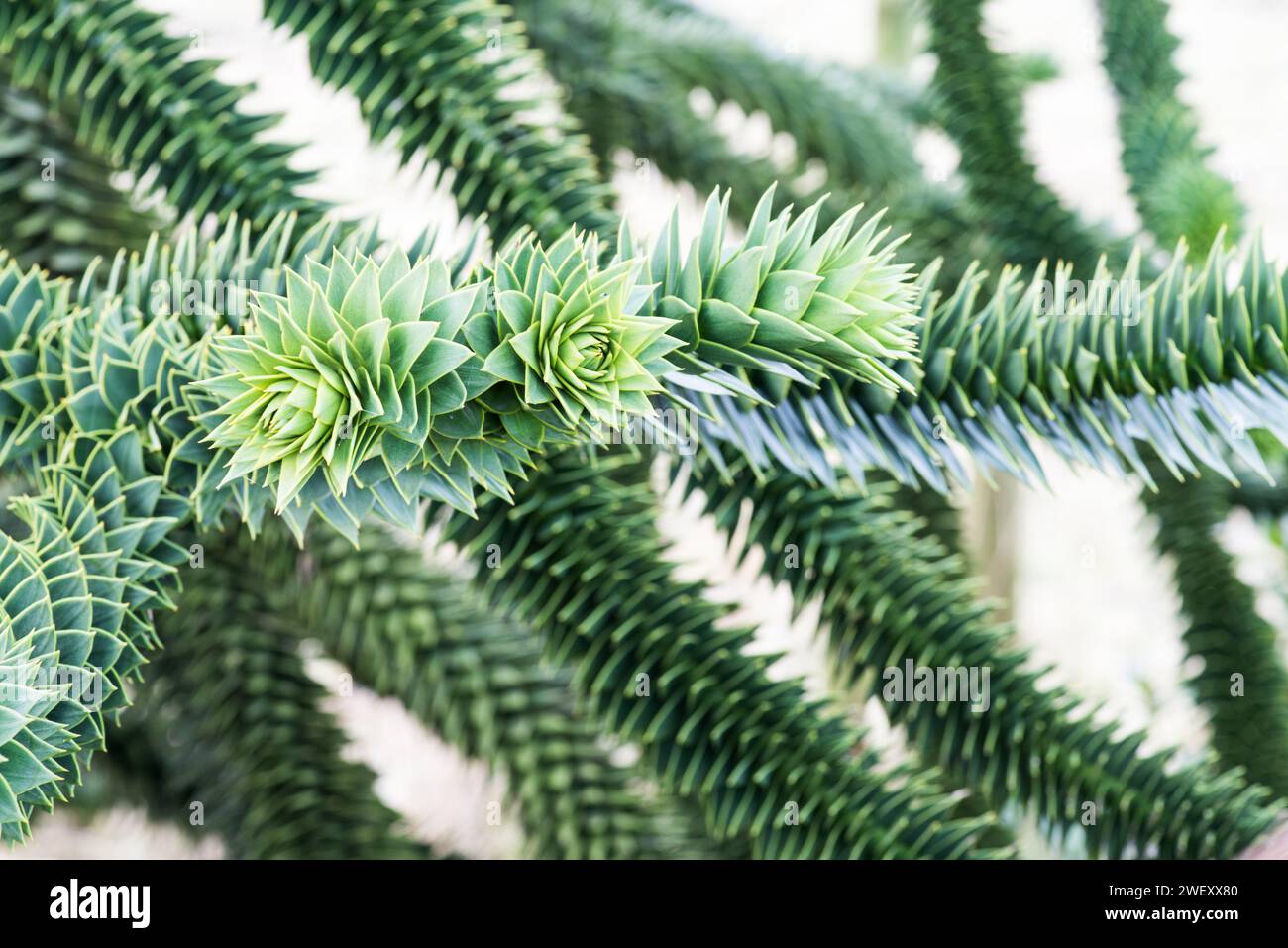 Araucaria araucana or 'Money Puzzle' tree with jutting branches and stiff, dark green 'spines' (its leaves). Even the trunk shows spines. Stock Photo