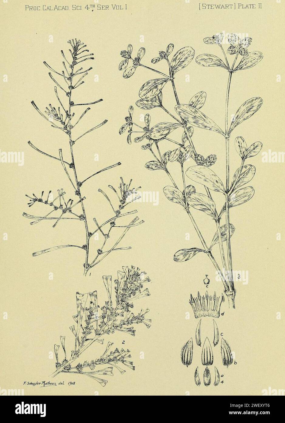 Amaranthus sclerantoides, Alternanthera galapagensis. Stock Photo