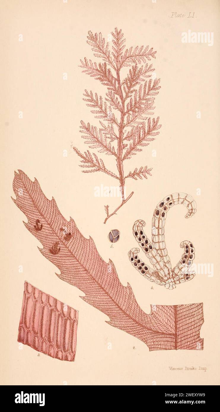 Amansia serrata as Amansia kuetzingioides in Harvey 1858. Stock Photo