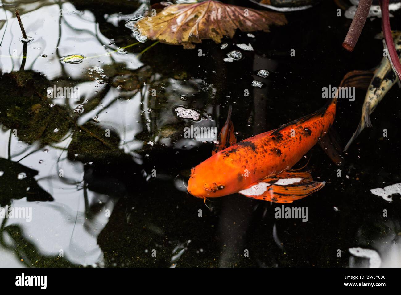 koi mary janes