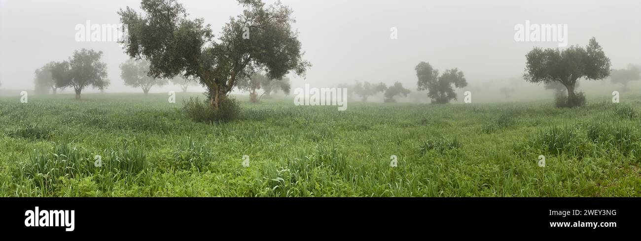 Typical natural landscapes in the Alentejo region of Portugal Olive grove in the morning fog in Ferreira do Alentejo Stock Photo