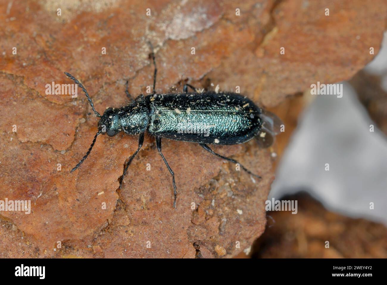 Soft-wing flower beetle (Dasytes  caeruleus). Adult insect on bark. Stock Photo