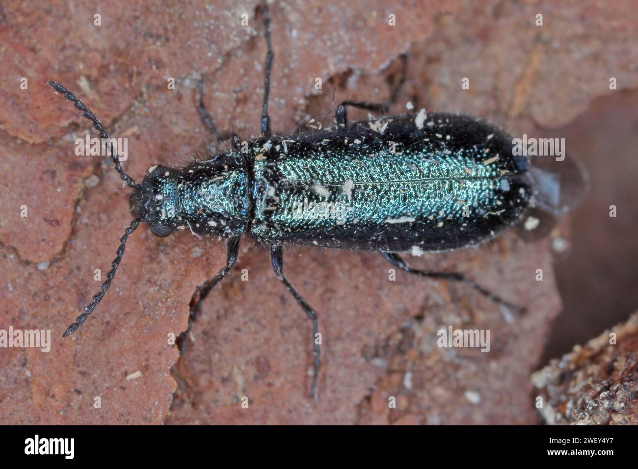 Soft-wing flower beetle (Dasytes  caeruleus). Adult insect on bark. Stock Photo