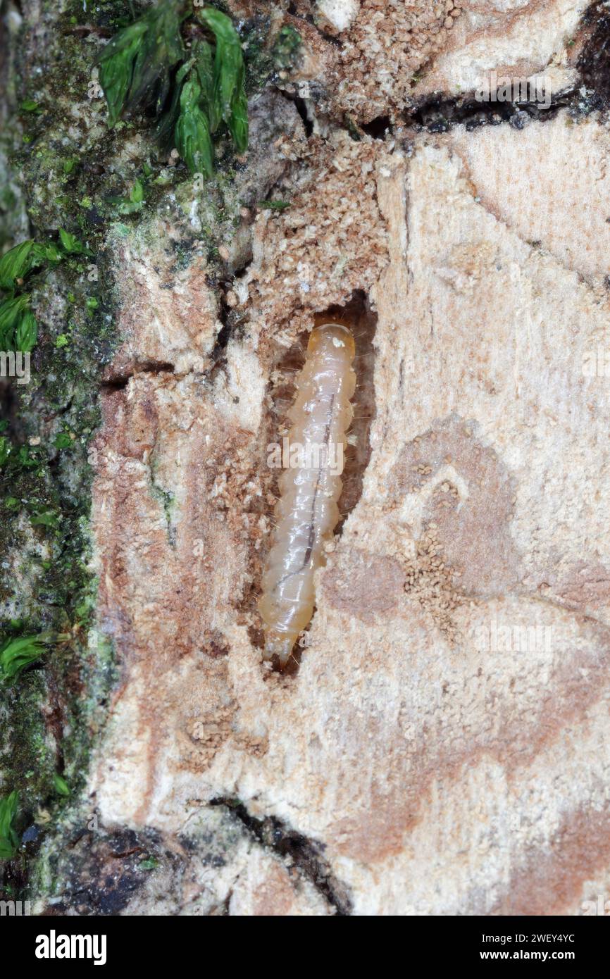 Soft-wing flower beetle (Dasytes  caeruleus). Larva found under bark in dead wood. Stock Photo