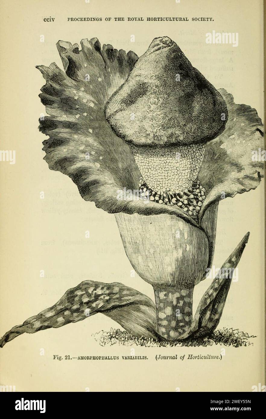 Amorphophallus variabilis Journal of the Royal Horticultural Society of London Vol 20 1896. Stock Photo