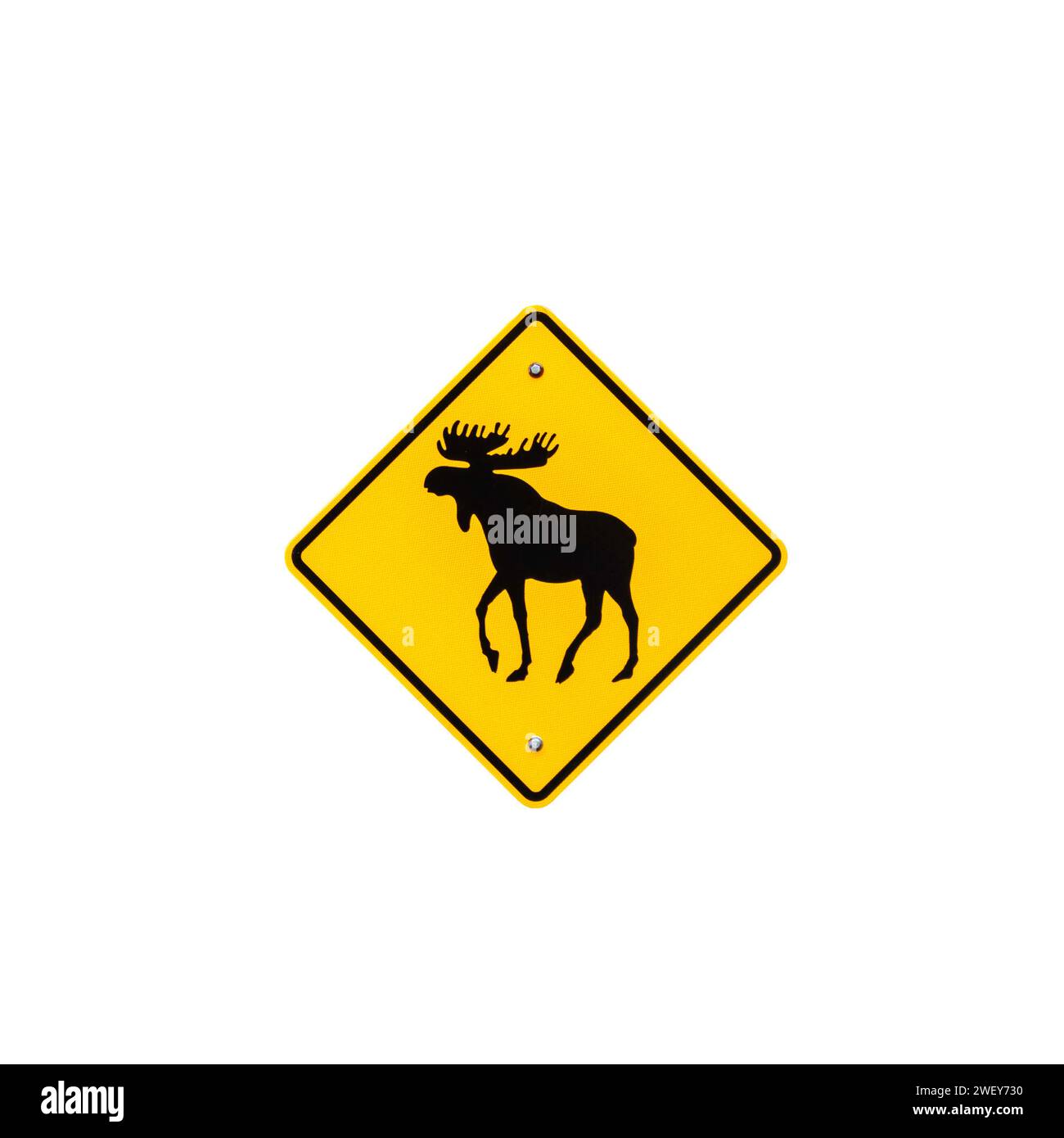 Beware of moose road sign in National Park, Quebec, Canada. Watch out for moose. Warning sign on white background with copy space for text Stock Photo