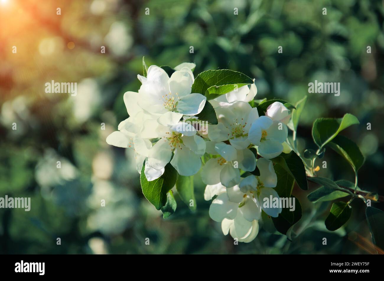 Branches of a blossoming apple-tree against the blue sky Stock Photo ...