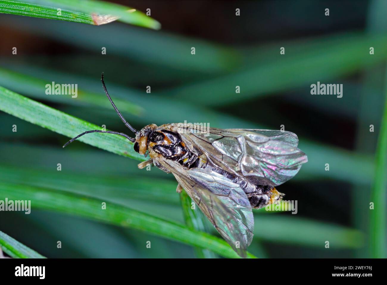 Insect, sawflie from family Tenthredinidae on pine needles Stock Photo ...