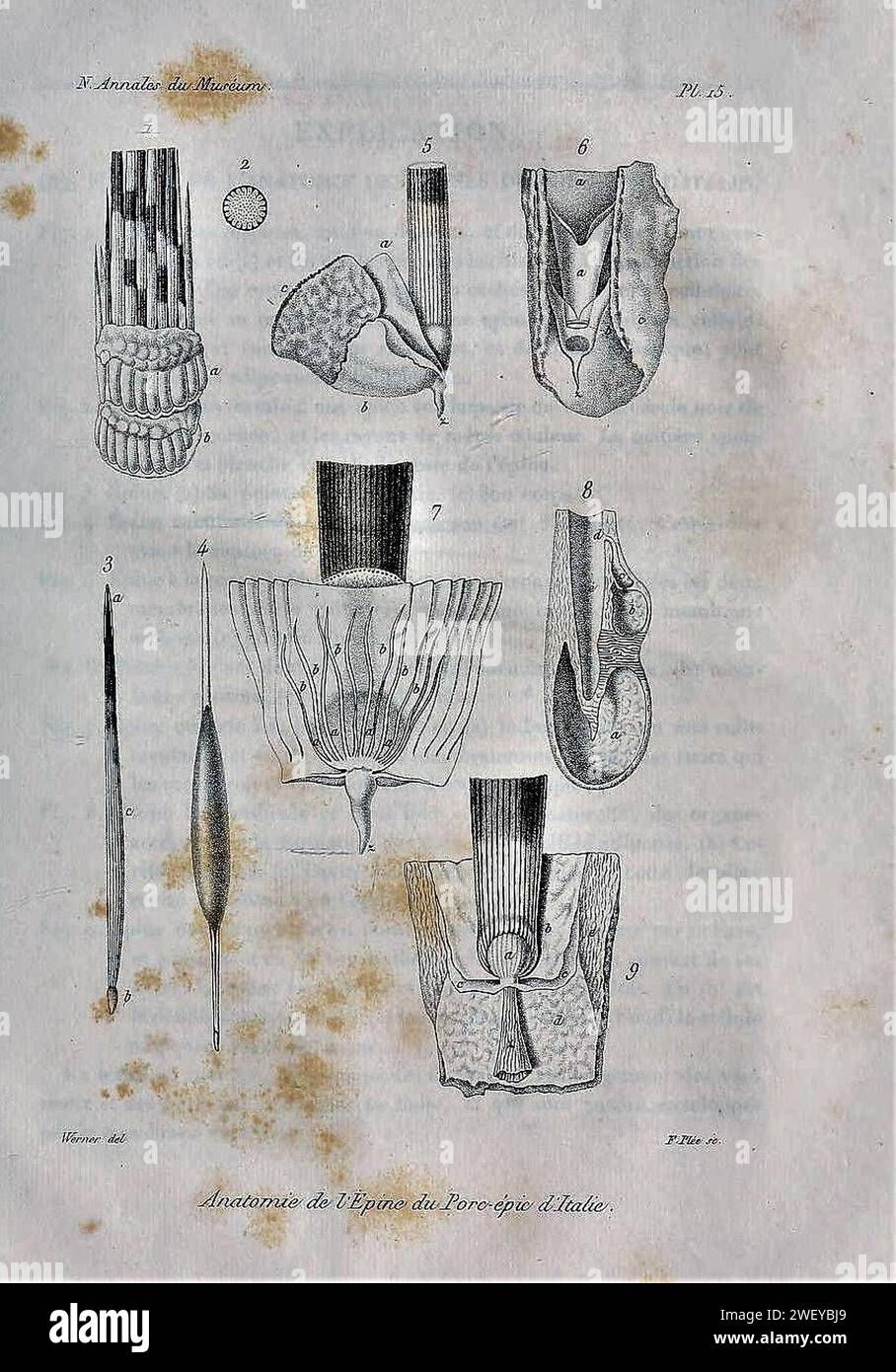 Anatomie Hystrix cristata Stock Photo Alamy