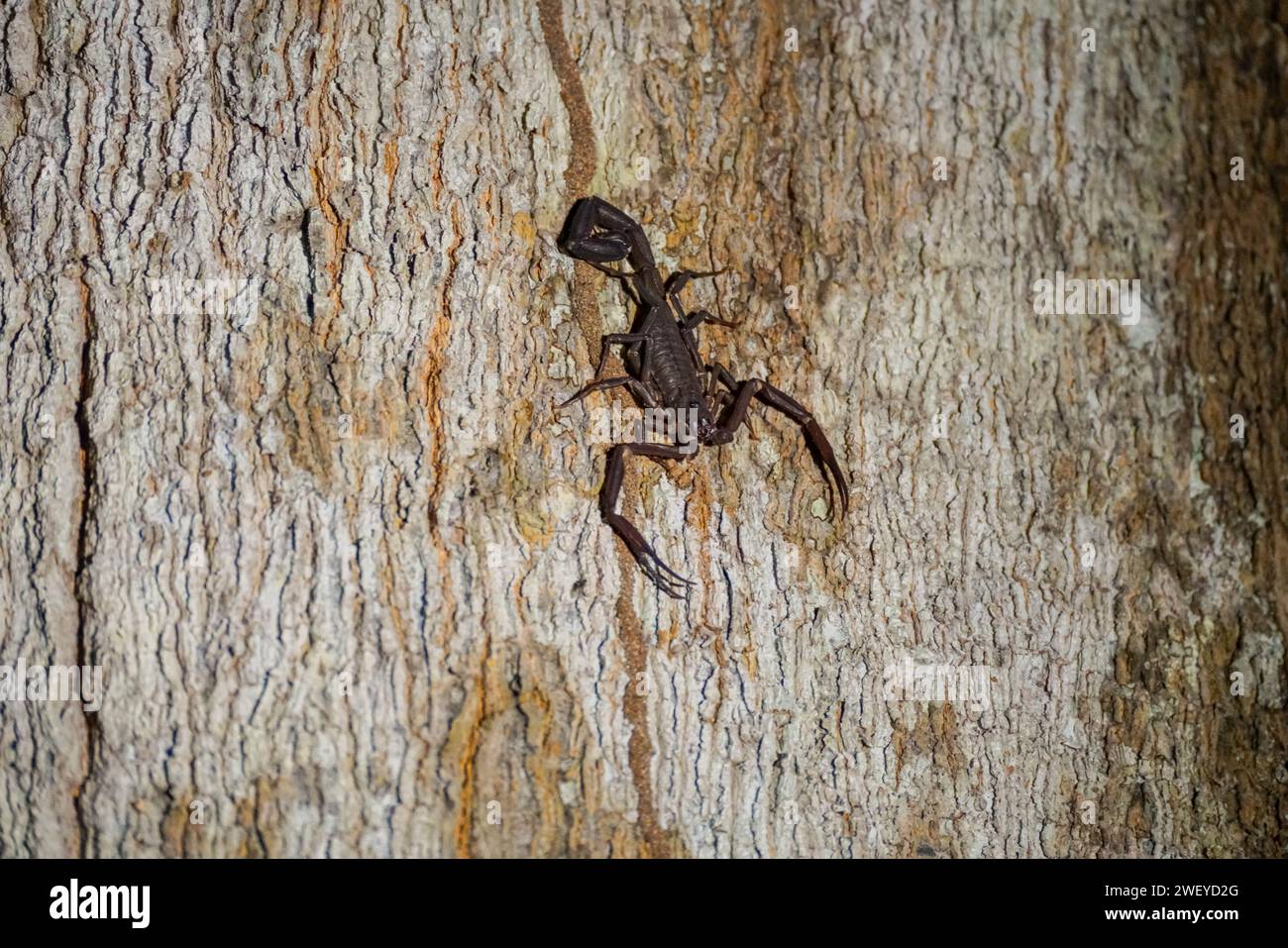 Scorpion on a tree in the rainforest Stock Photo