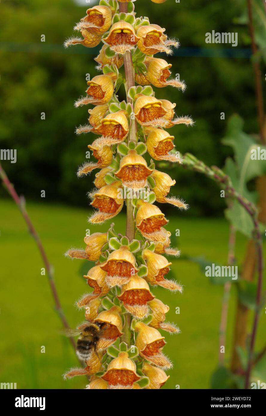 Foxglove and pollinating insects hires stock photography and images Alamy