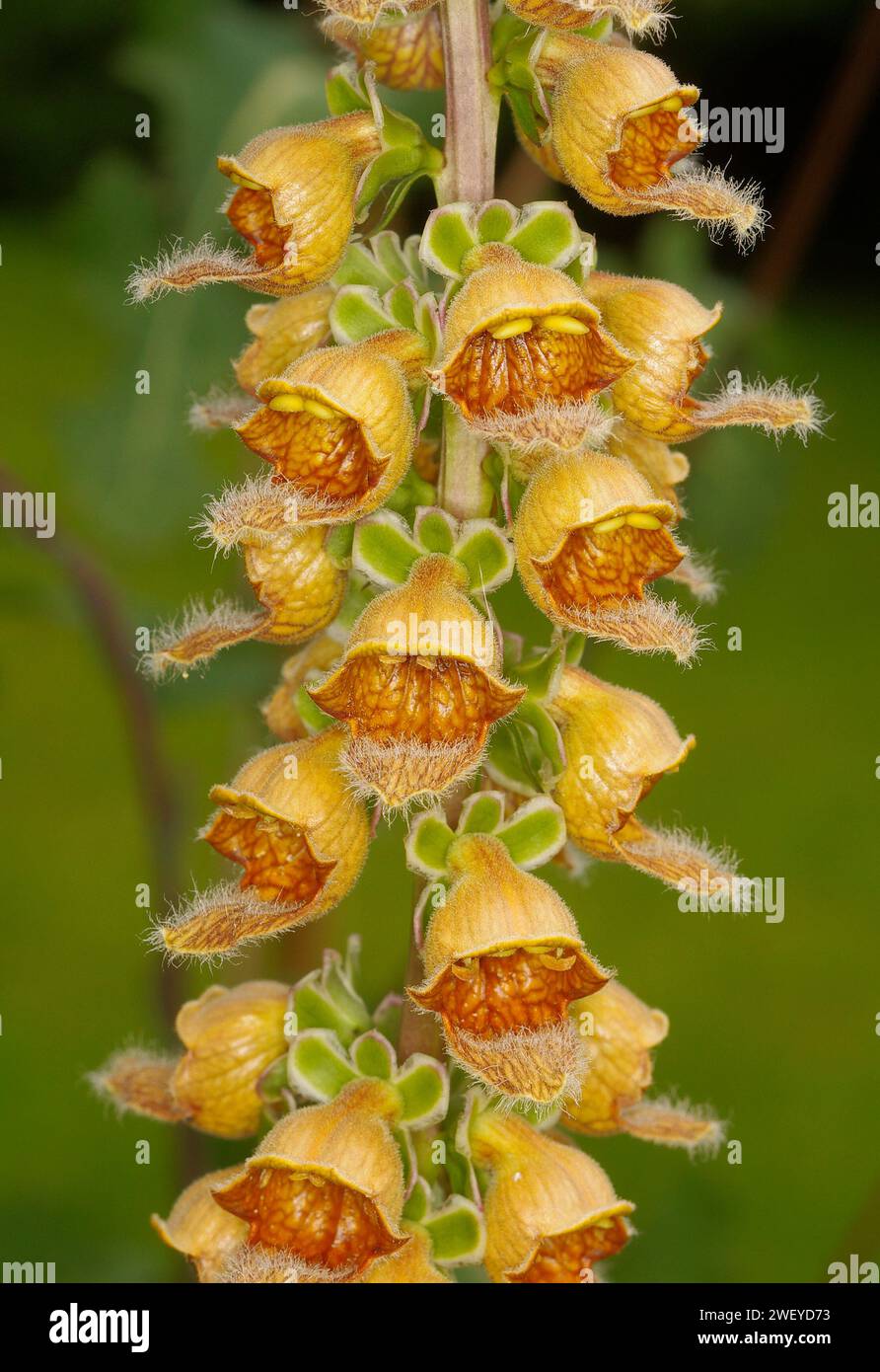 Foxglove and pollinating insects hires stock photography and images Alamy