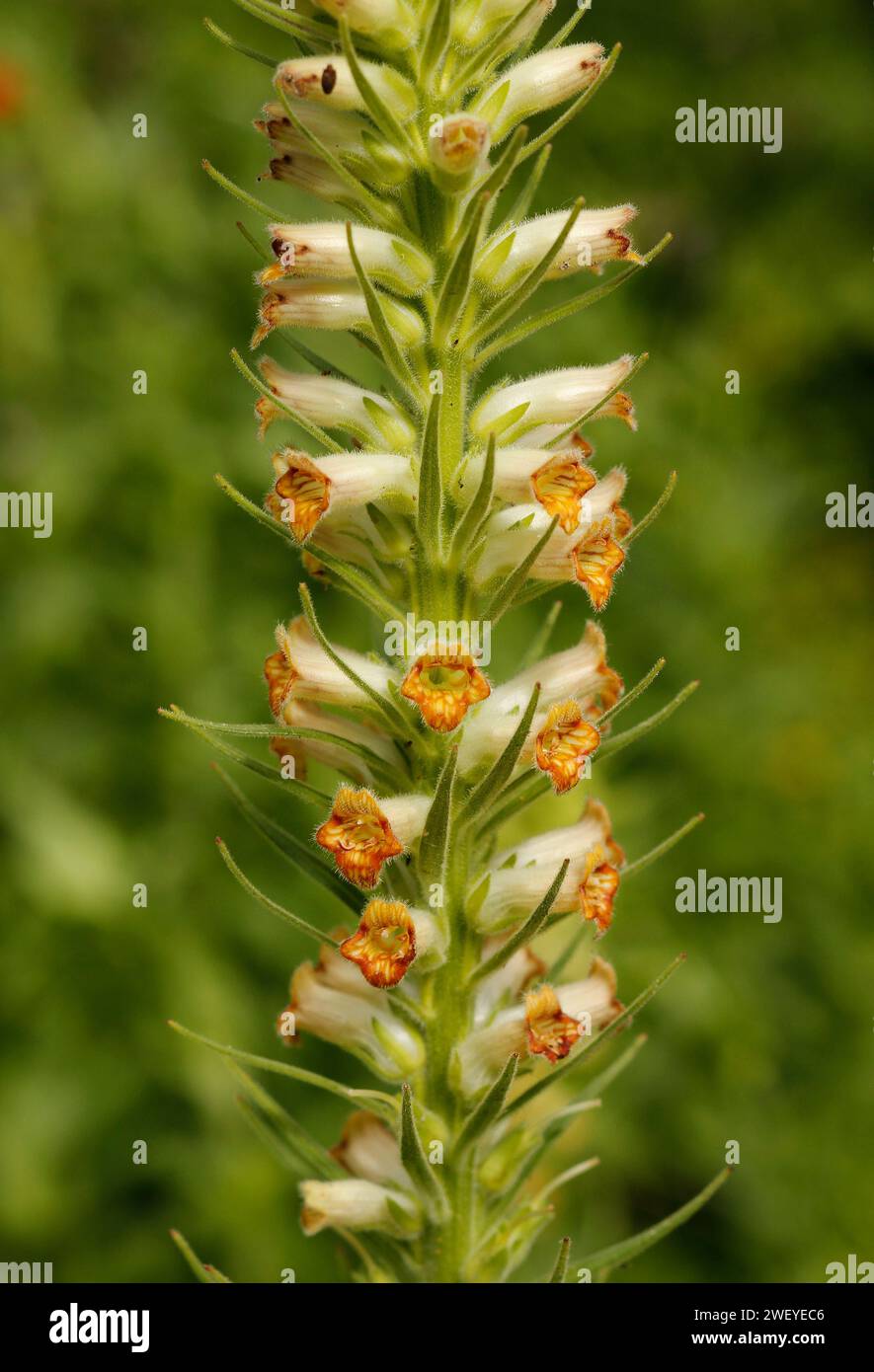 Digitalis viridiflora ‘Green Foxglove’ [Ex. Baba planina 1500 m