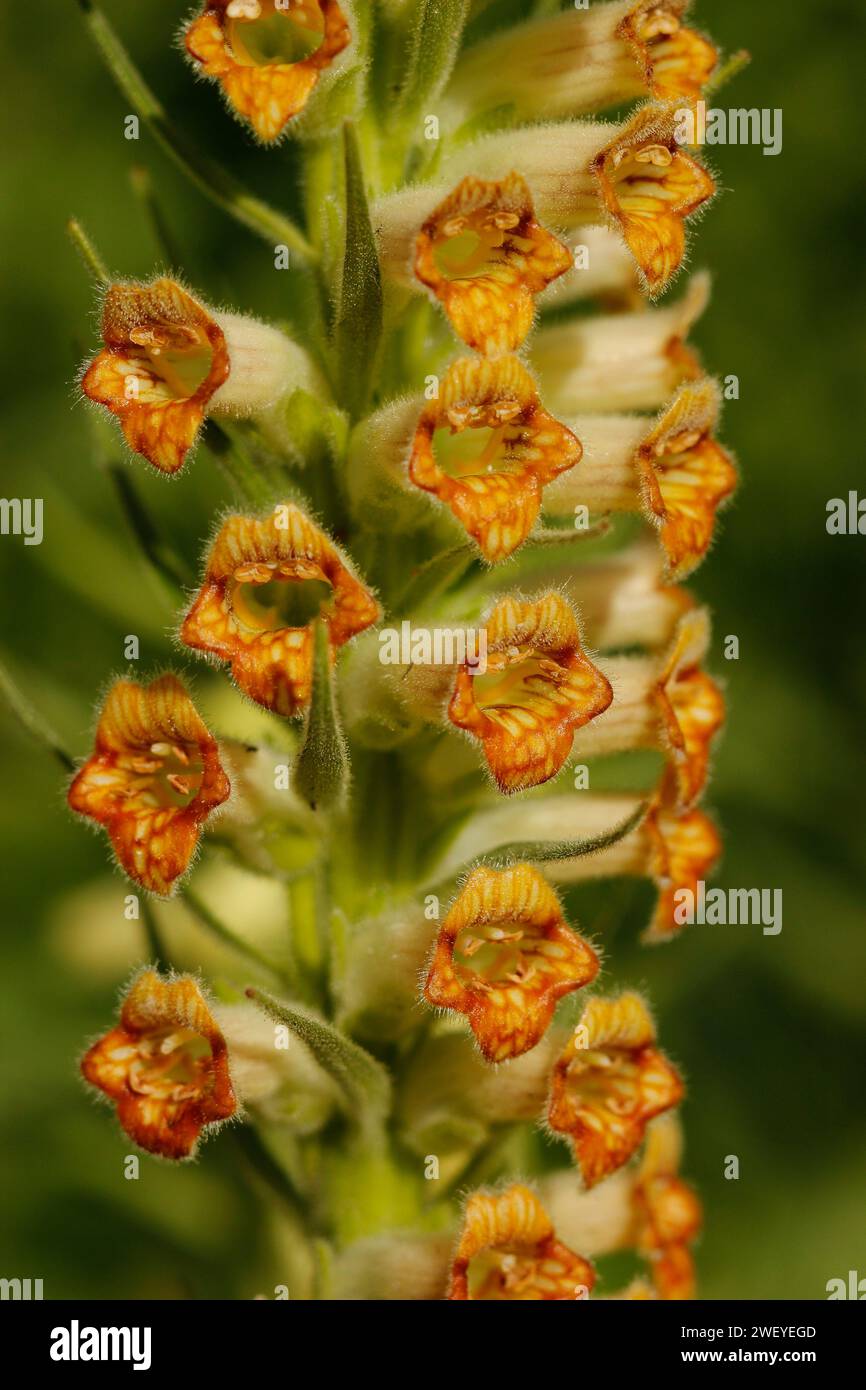 Digitalis viridiflora ‘Green Foxglove’ [Ex. Baba planina 1500 m
