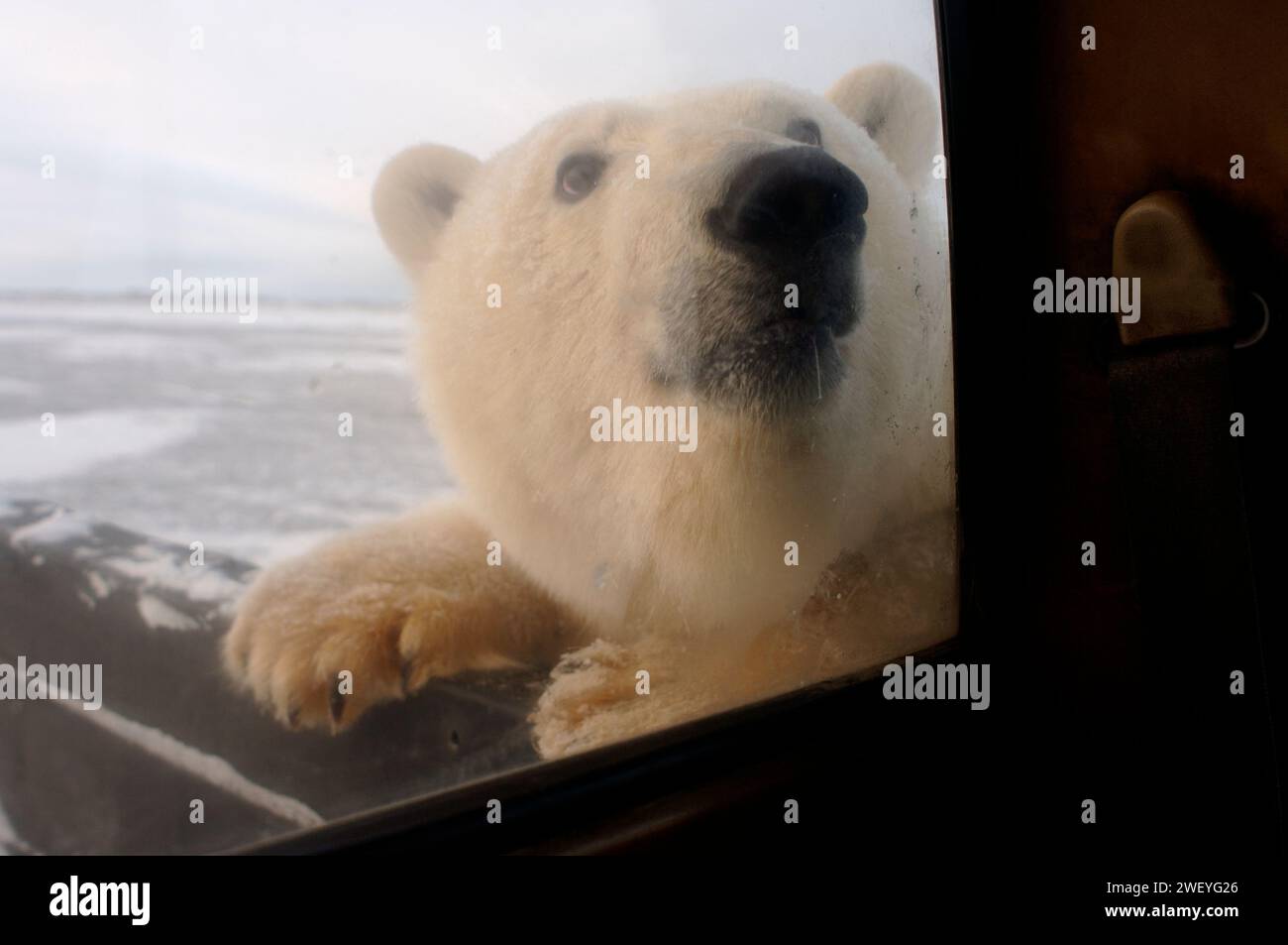 polar bear, Ursus maritimus, curiously looks in truck window, 1002 coastal plain of the Arctic National Wildlife Refuge, Alaska Stock Photo