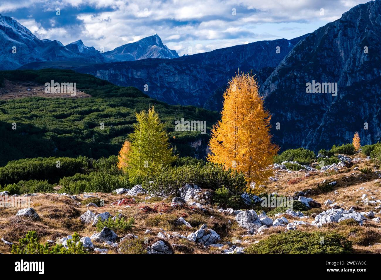 A yellow solitary larch tree grows on a rocky meadow in Tre Cime National Park in autumn, Dolomites mountainscape in the distance. Cortina d Ampezzo V Stock Photo