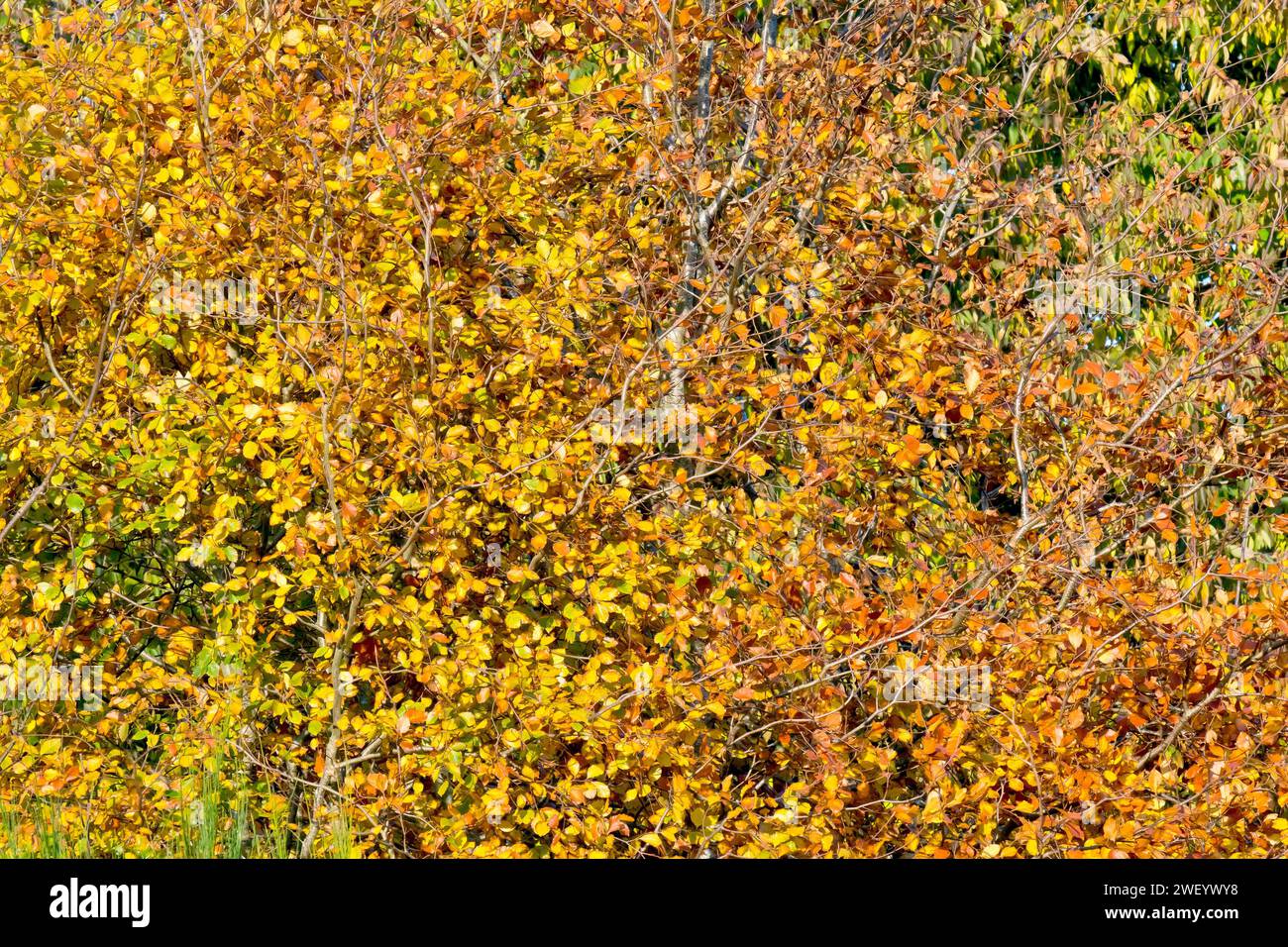 Beech (fagus sylvatica), close up detail showing the bright yellow and gold autumn leaves of a couple of young trees growing close to each other. Stock Photo