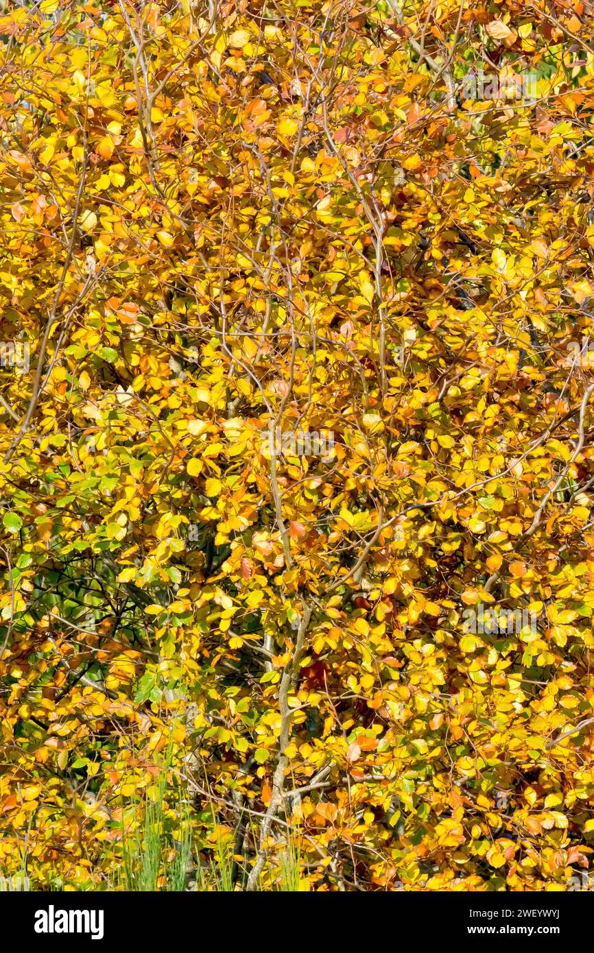 Beech (fagus sylvatica), close up detail showing the bright yellow and gold autumn leaves of a young tree growing at the edge of a wood. Stock Photo