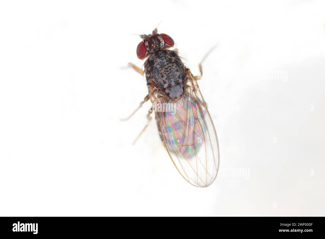 Common fruit fly, Drosophila sp., on rotting food Stock Photo Alamy