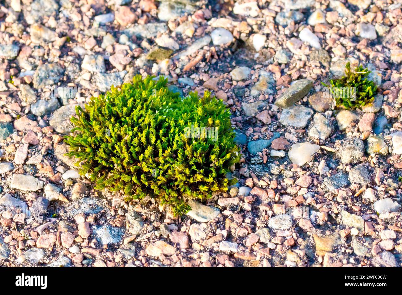 Close up showing a small tuft of moss growing on a rough gravel pathway. Stock Photo