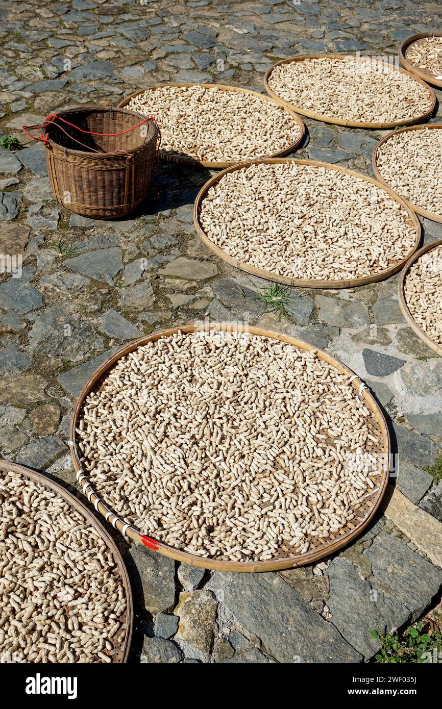 Drying the harvest and grain in the courtyard of a Hakka Tulou (building made of rammed earth and timber) in Nanjing County, Fujian, China Stock Photo