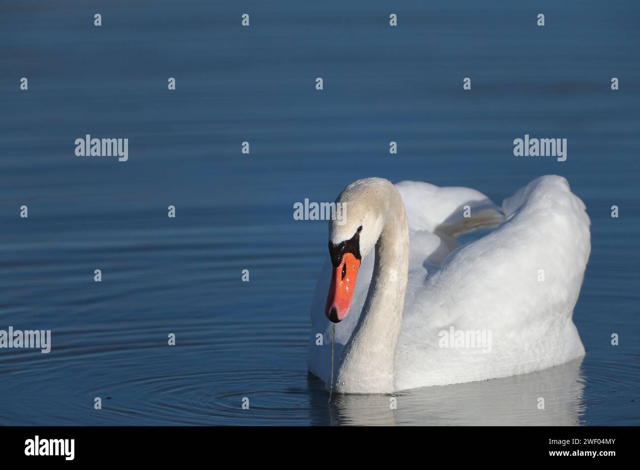 graceful white swan Stock Photo