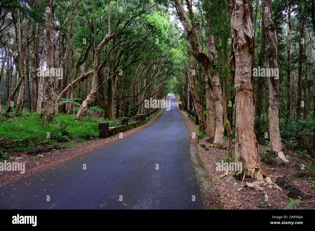 Road and Bridge at Alexandra Falls in the Black River Gorges National Park Forest in Mauritius with Eucalyptus Trees Stock Photo