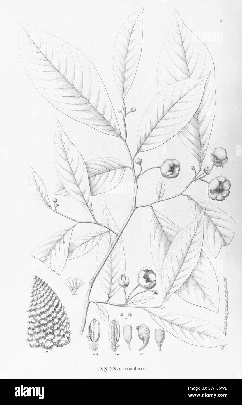Annona tenuiflora. Stock Photo