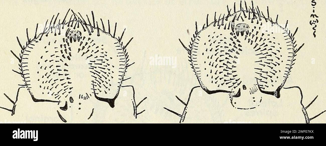 Anomala orientalis left, Anomala binotata right heads Stock Photo Alamy