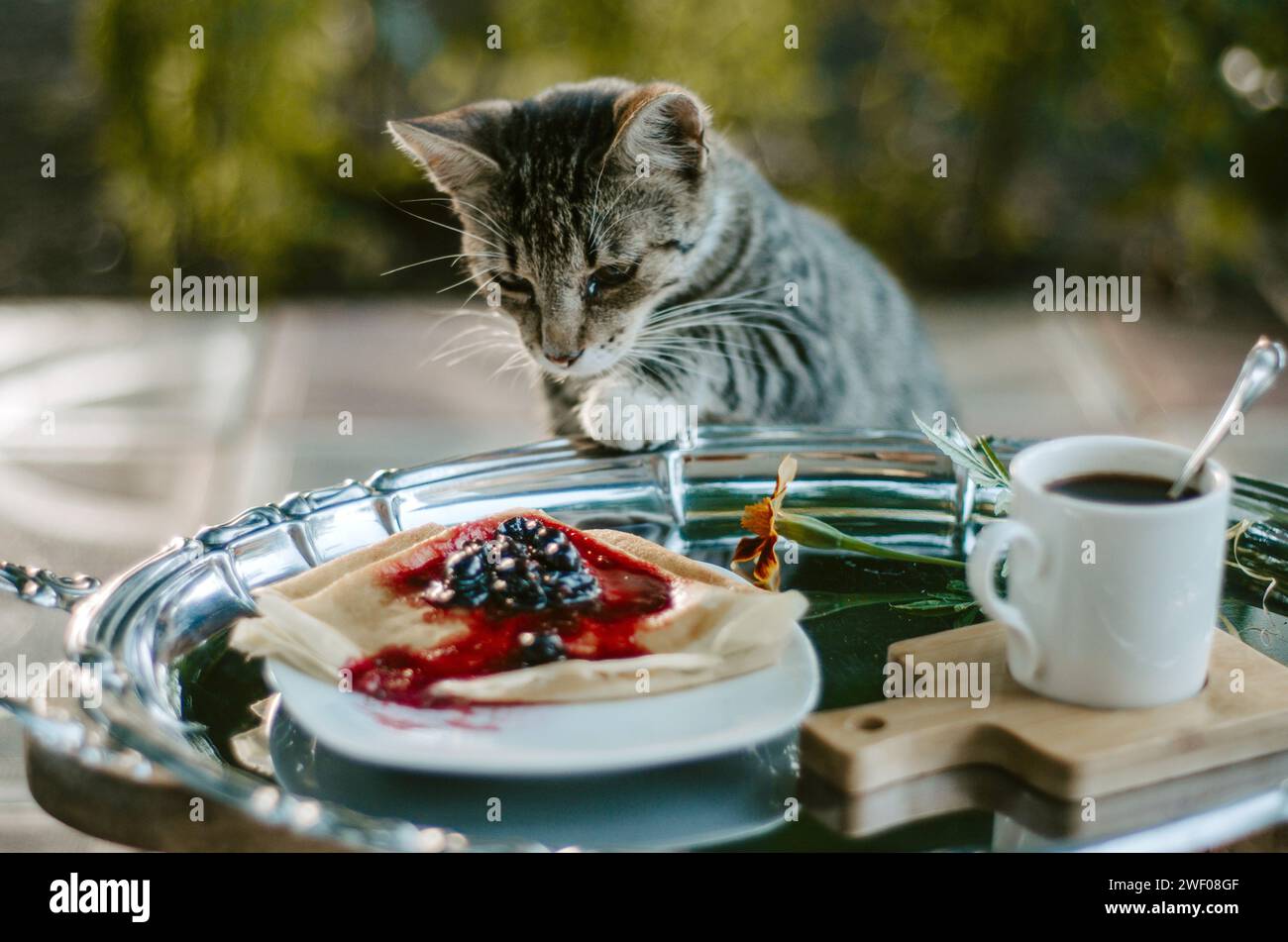 Brunch thief Cat caught trying to steal food from silver platter Stock Photo Alamy