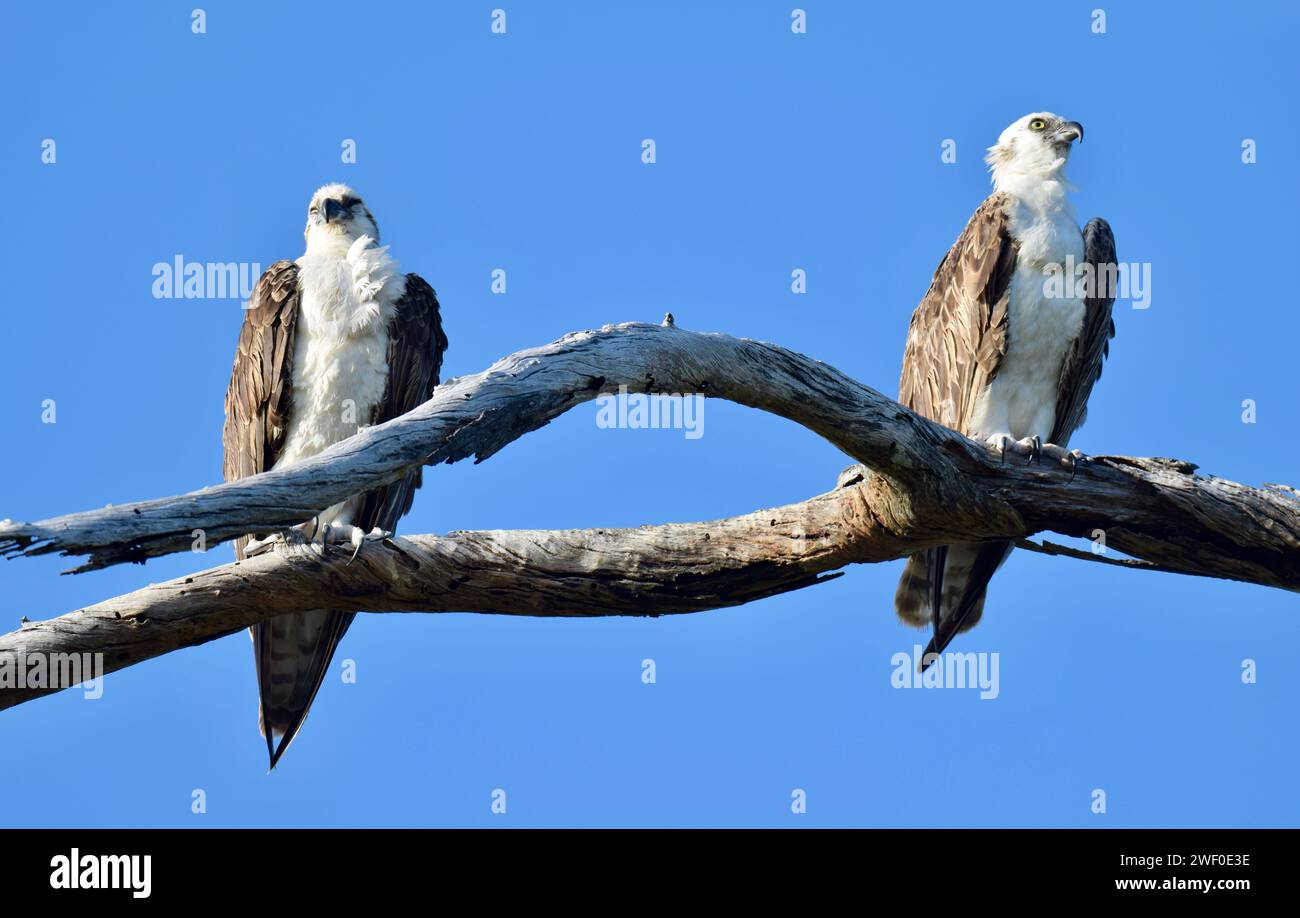 Two Osprey (Pandion haliaetus),also called sea hawk, river hawk, or fish hawk, perched in a tree with a blue sky in the background. San Pedro, Belize. Stock Photo