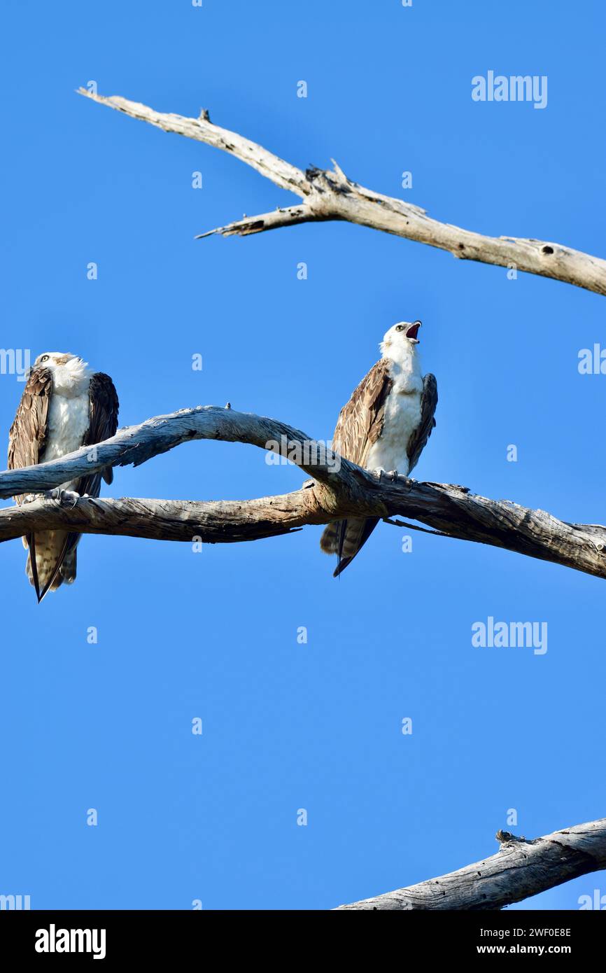 River hawk or fish hawk hi-res stock photography and images - Alamy