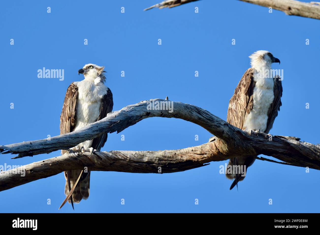 Two Osprey (Pandion haliaetus),also called sea hawk, river hawk, or fish hawk, perched in a tree with a blue sky in the background. San Pedro, Belize. Stock Photo