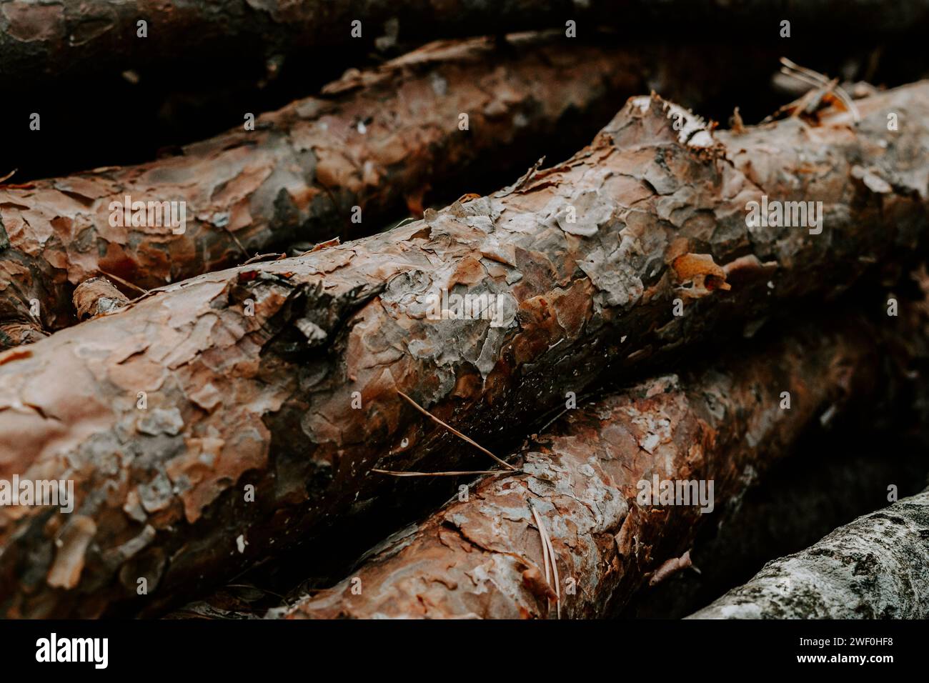 Pile of cut logs sitting next to each other Stock Photo