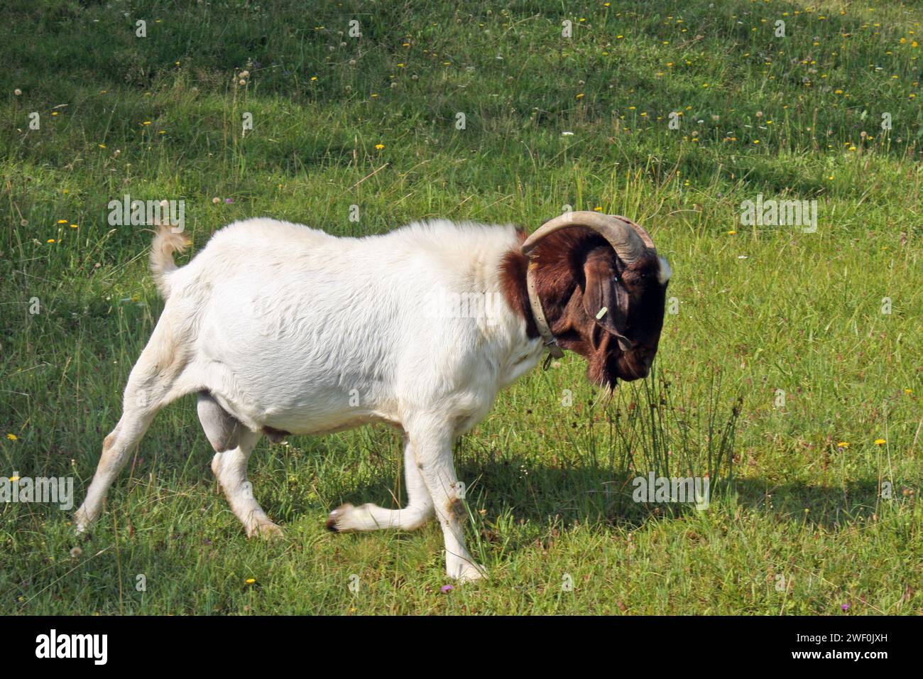 White goat with brown head and horns on green grass Stock Photo