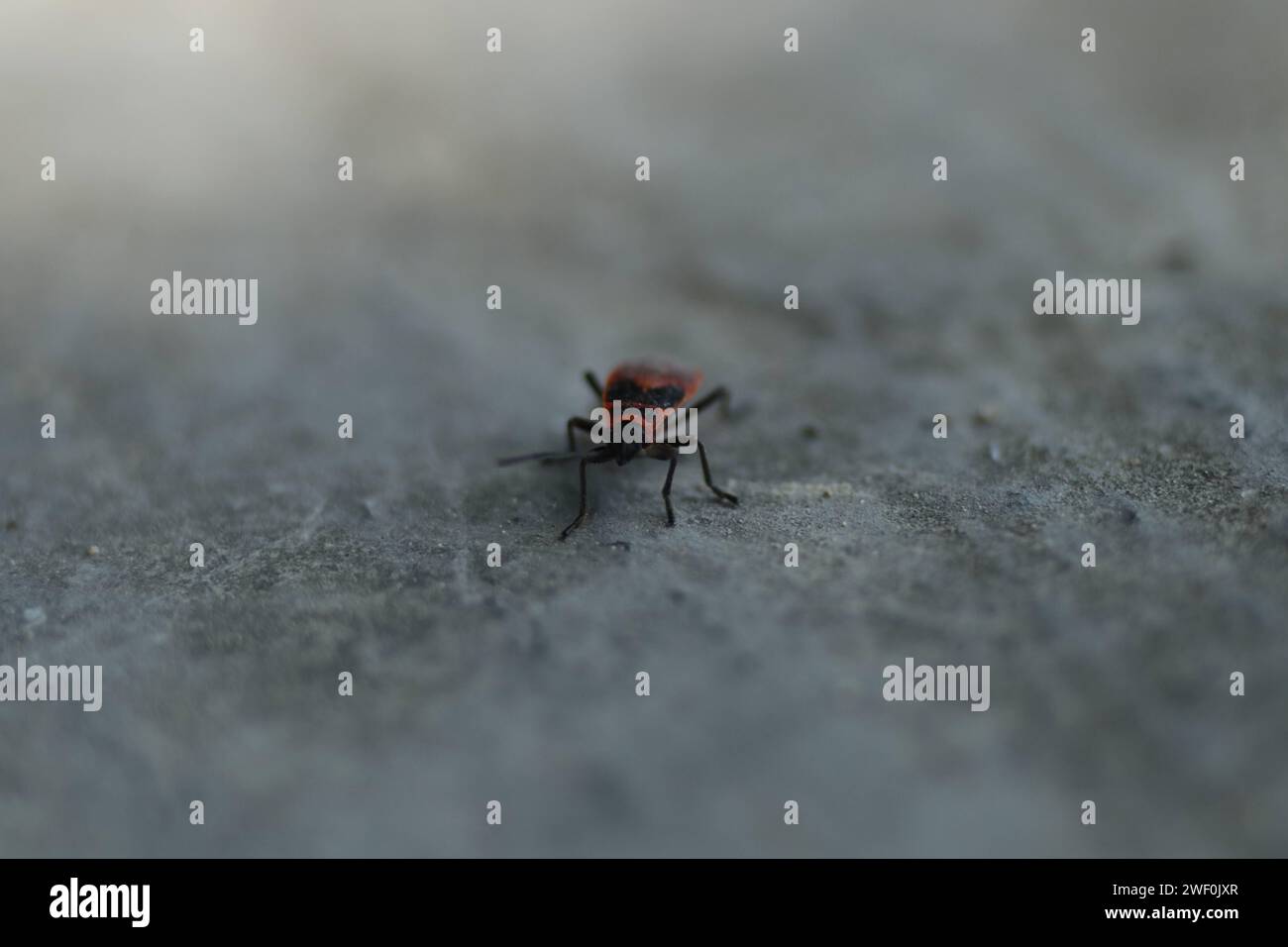 Red shield bug on concrete background. Macro shot of a red beetle. Stock Photo