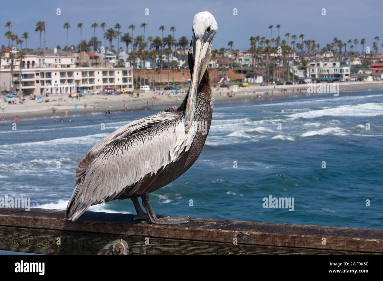 Bird Pelican on a bridge above the Ocean sea water Stock Photo