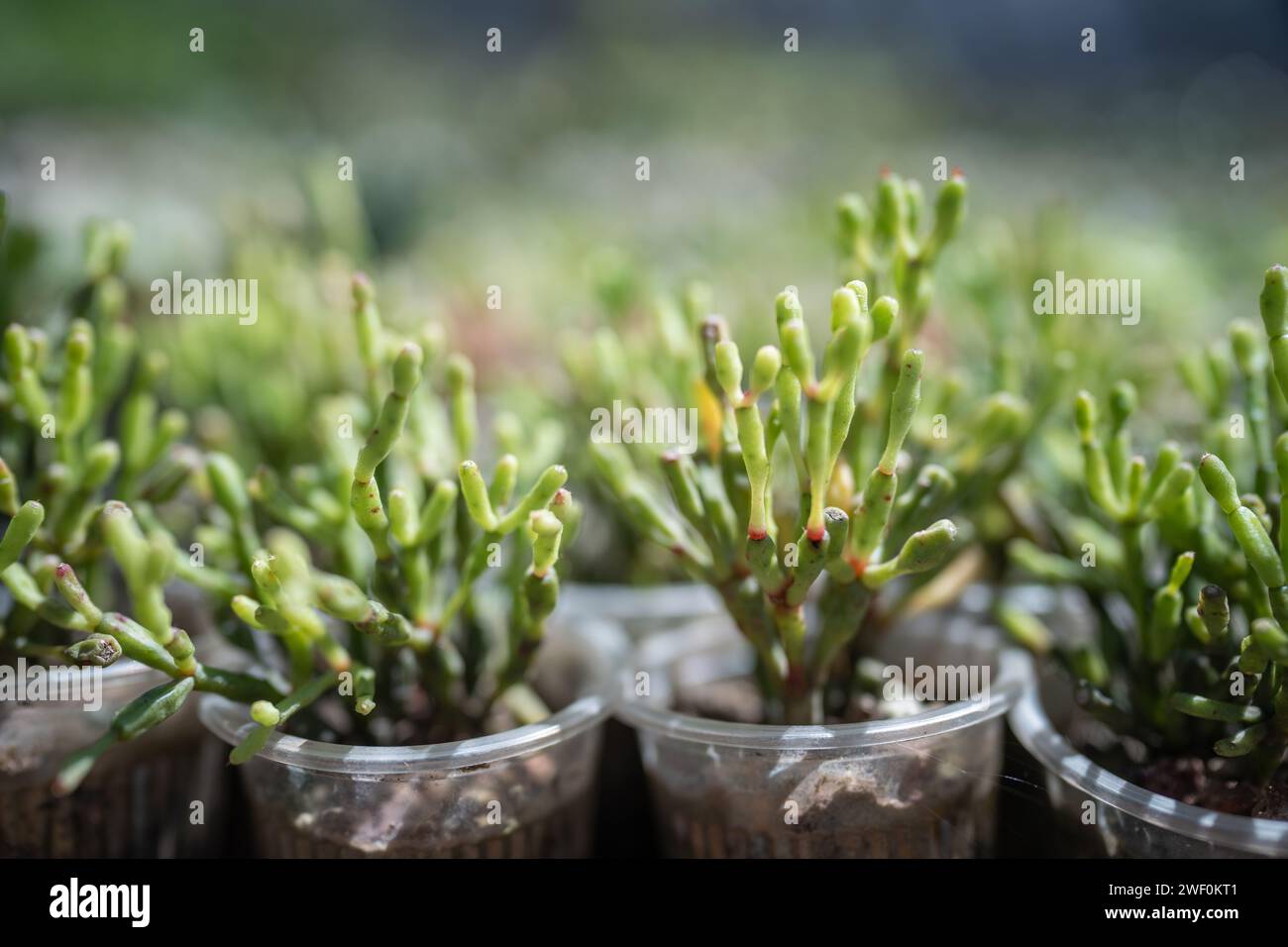 Sprouts of Hatiora Salicornioides also known a Dancing Bones, Easter cactus in nursery plant closeup Stock Photo