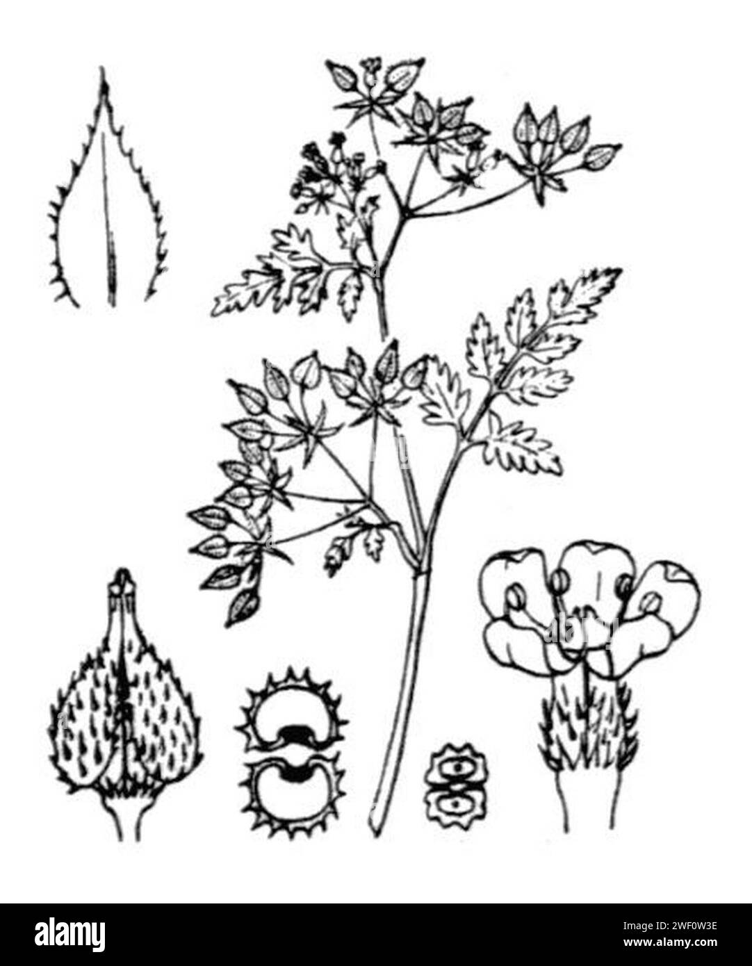 Anthriscus caucalis illustration (01). Stock Photo