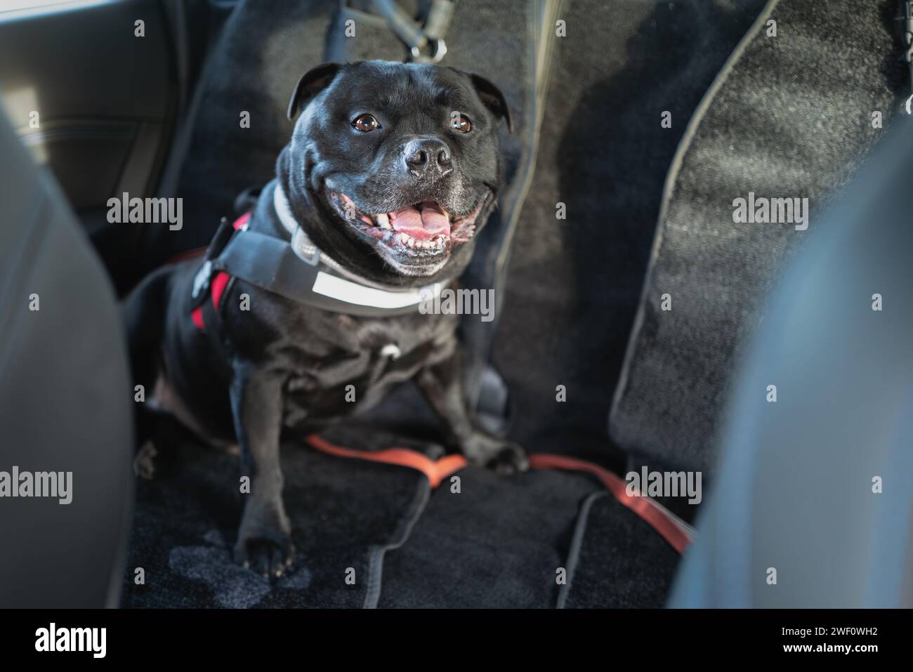 Staffordshire Bull Terrier dog on the rear, back seat of a car. He is wearing a harness and attatched with a clip. The seats have pet protection cover Stock Photo
