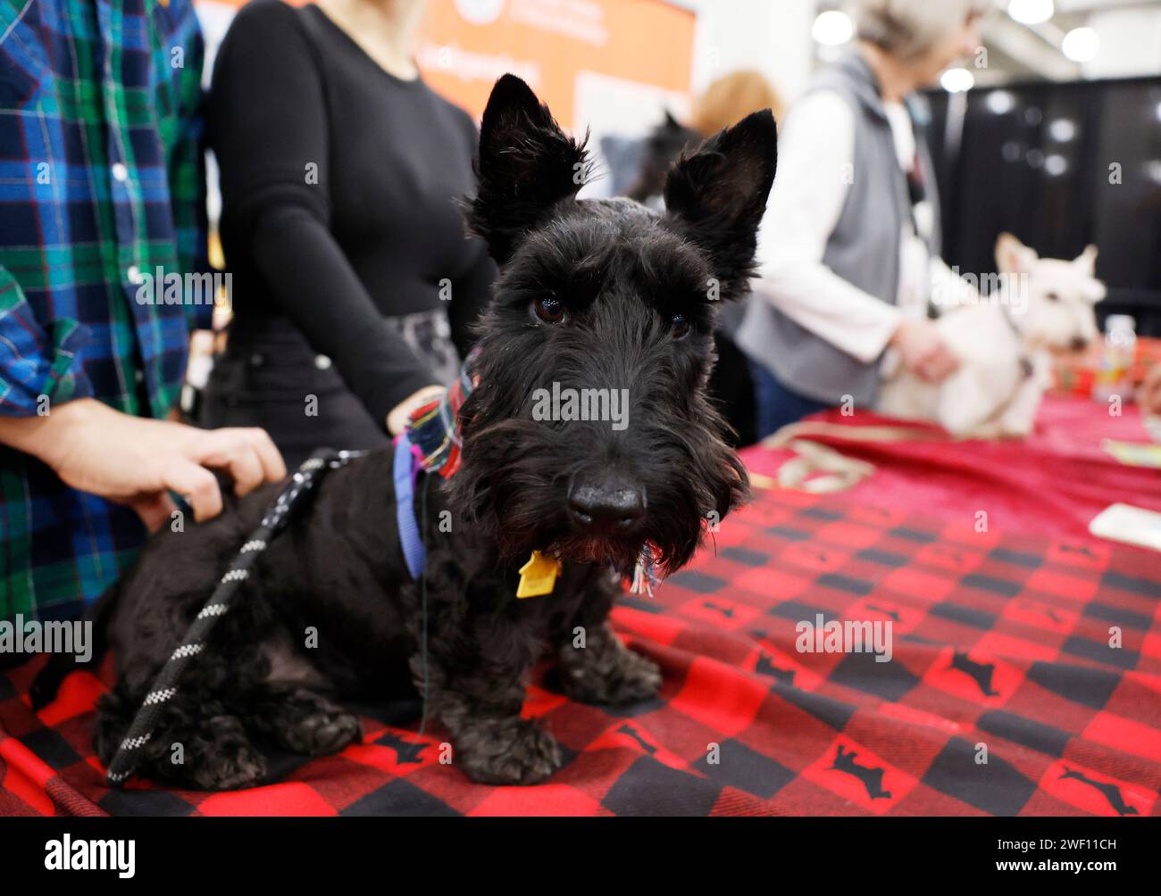 A Scottish Terrier is represented at the AKC Meet the Breeds event at
