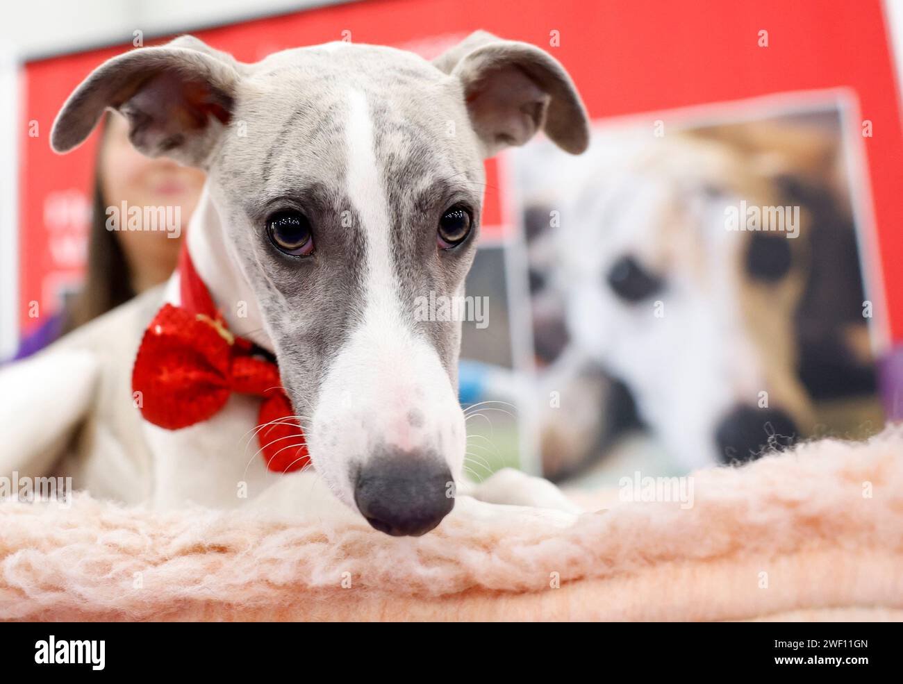 A Whippet is represented at the AKC Meet the Breeds event at the Jacob