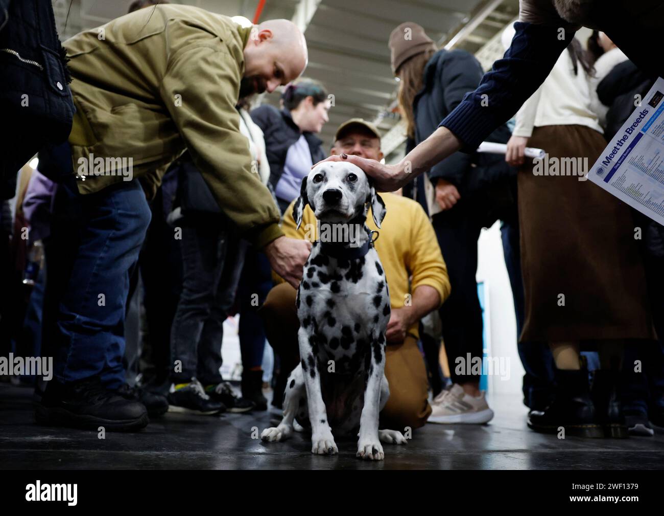 New York, United States. 27th Jan, 2024. A Dalmation is represented at