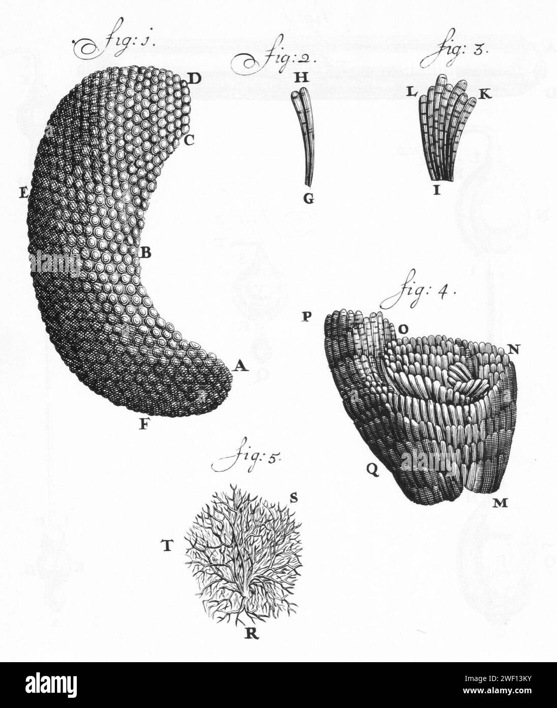 Antoni van Leeuwenhoek Letter from 16980509 compound eye and