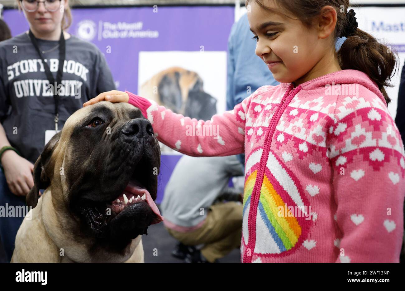 New York, United States. 27th Jan, 2025. A Mastiff is represented at