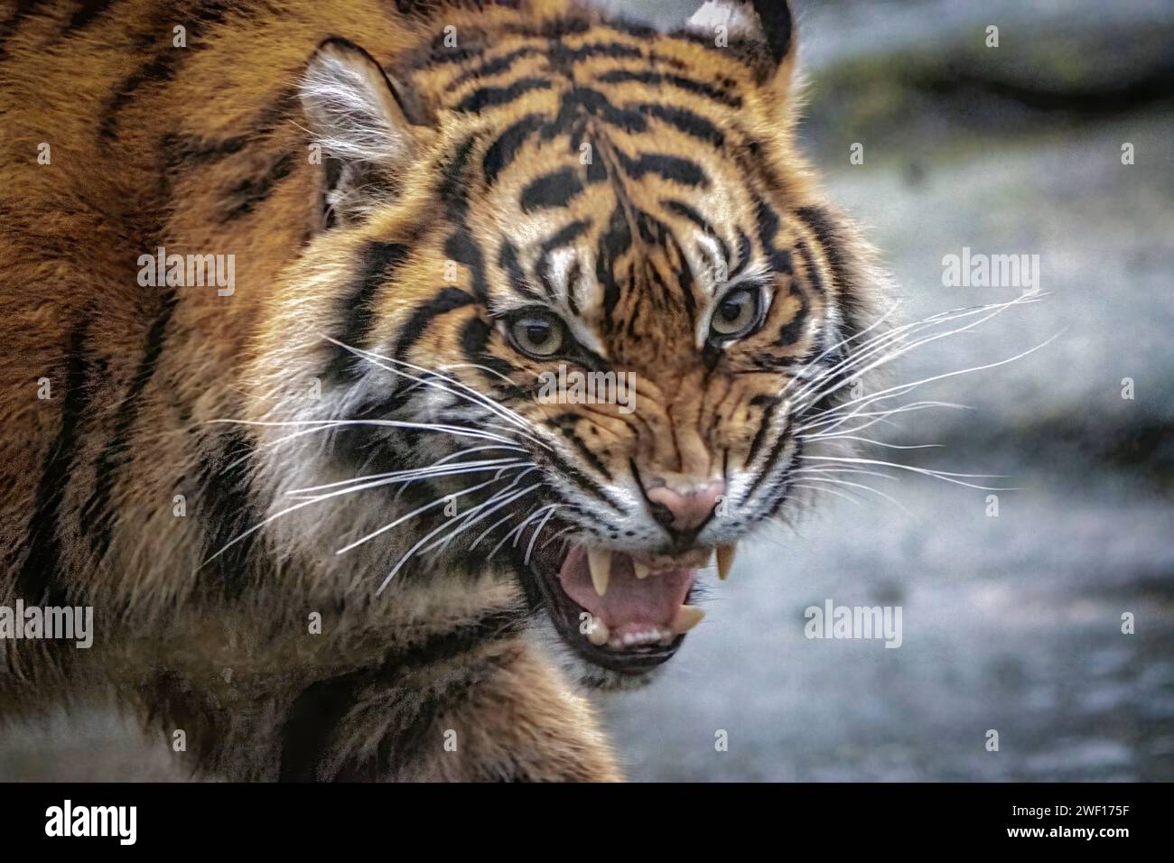 Growling tiger Stock Photo