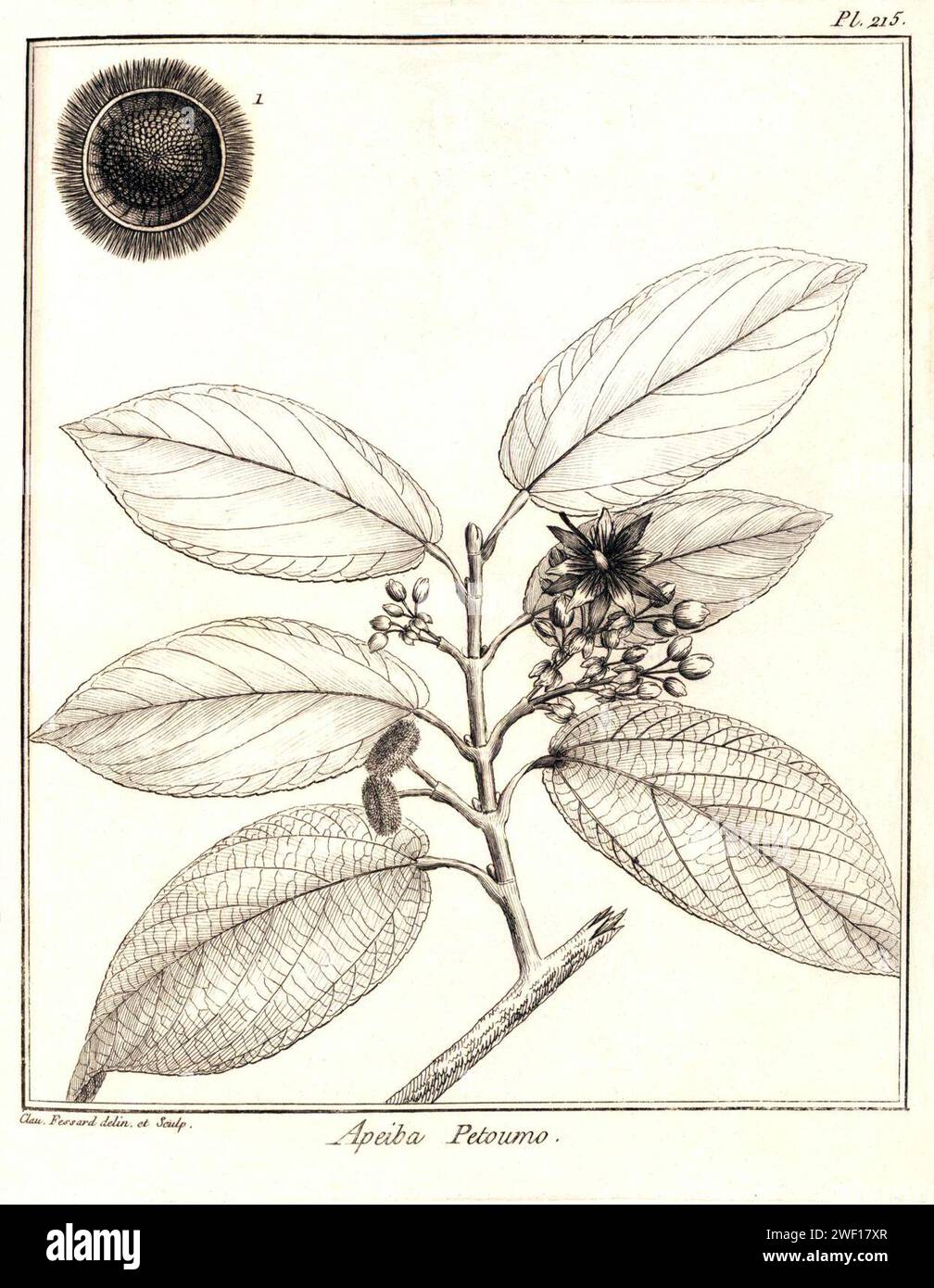 Apeiba petoumo Aublet (1775) pl.215. Stock Photo