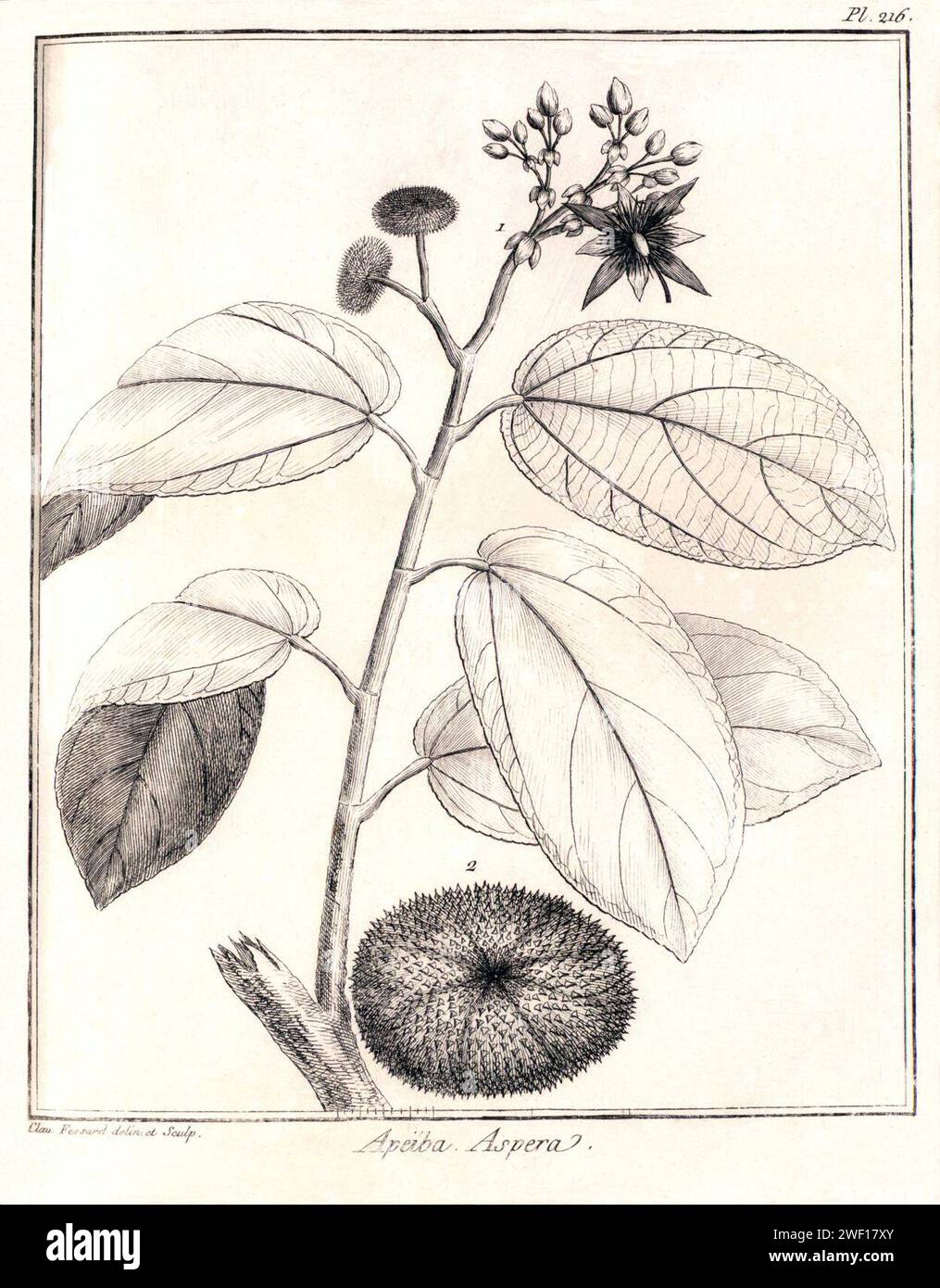 Apeiba aspera (Apeiba glabra) Aublet (1775) pl.216. Stock Photo